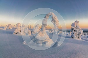 Winter landscape with tykky snow covered trees in winter forest in Finnish Lapland