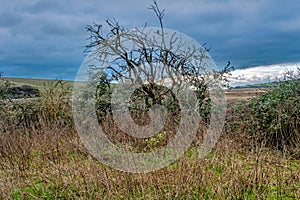 Winter landscape under a leaden sky at Cuckmere Haven