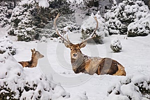 Winter landscape - view of the a pair of red deer Cervus elaphus in the winter mountain forest