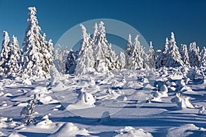 winter landscape view, snow cowered mountain forest