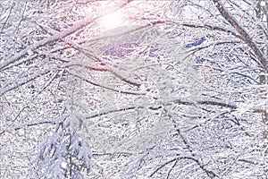 Winter landscape - view of the snowy branches in the winter mountain forest