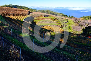 Winter landscape with view on terraced vineyards located above clouds level on mountains slopes near village Puntagorda, north