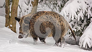 Winter landscape - view of the a wild boar Sus scrofa in the winter mountain forest