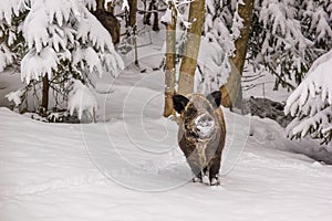 Winter landscape - view of the a wild boar Sus scrofa in the winter mountain forest