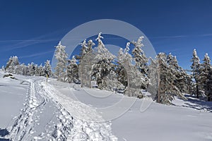 Winter landscape of Vitosha Mountain with snow covered trees, Sofia City Region, Bulgaria