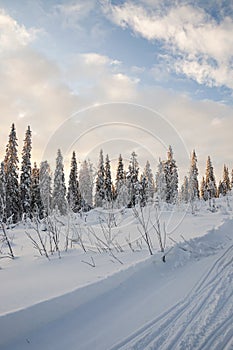 Winter landscape of Vuokatti, Kainuu, Finland