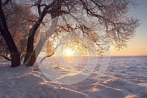 Winter landscape. Warm sunlight at winter at sunset. Frost and fog. Tree on textured snow in sun