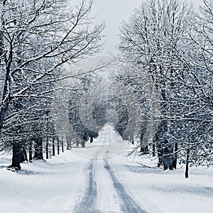 Winter landscape and the way with frosty trees. Nature with snow - beautiful seasonal natural background.