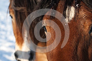 Horses in a Winter landscape on the west coast in Sweden photo