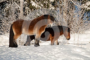 Winter landscape horses in the snow on the west coast in Sweden photo