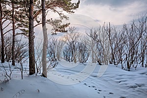 Winter landscape, Western Siberia