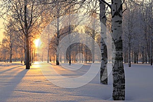 Winter landscape with white birch trees