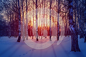 Winter landscape in the white birches forest at sunrise or sunset. Long blue shadows on the pink snow.