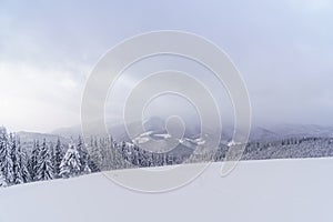 Winter landscape with white fir trees and mountain peak on horizon.