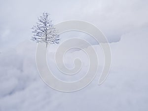 Winter landscape. White snow above tree. Winter panorama landscape with forest trees.