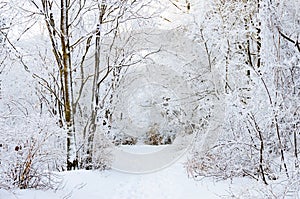 Winter landscape white snow of Mountain in Korea.