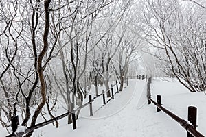 Winter landscape white snow of Mountain in Korea