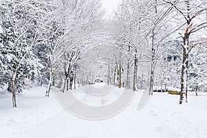 Winter landscape white snow of Mountain in Korea.