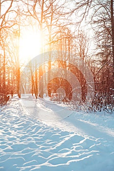 Winter landscape. Winter december  wonderland scene. Christmas, New Year postcard design. Wintertime magic