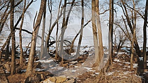 winter landscape. winter forest. bare tree wood is near the river, on a sunny winter day. snow lies on the ground. the
