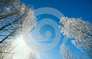 Winter landscape -winter forest nature under bright sunlight with frosty trees.