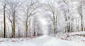 Winter landscape. Winter road and trees covered with snow