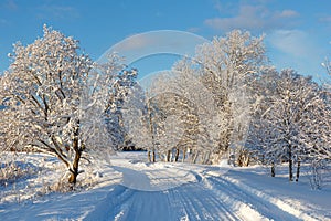 Winter landscape. Winter road and trees covered with snow