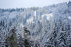 Winter landscape, wintry scene of frosty trees on snowy foggy background. Scenery in winter. Frosty in forest.