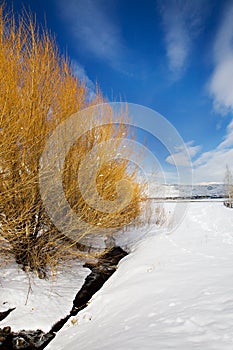 Winter Landscape with Yellow Bushes, Utah