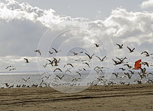 Winter Landscapes with Atlantic Ocean, seagulls and skies