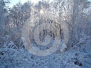 Winter landscapes of the Central black earth region.