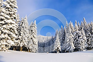 Winter landscapes with fair trees under the snow. Scenery for the tourists.
