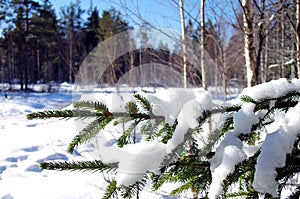 Winter landscapes in the forest