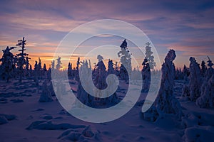 Winter lanscape with sunset, trees and cliffs over the snow