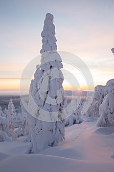 Winter at Lapland