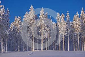 Winter in Lapland, Sweden, Norrbotten photo