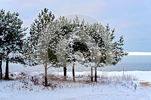 Winter in Latvia. A few spruce trees, a beach in the snow, and the frozen Baltic sea in the background. Idyllic and relaxing view