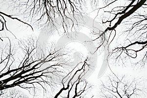 Winter leafless trees