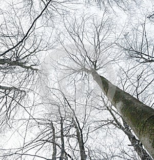 Winter leafless trees