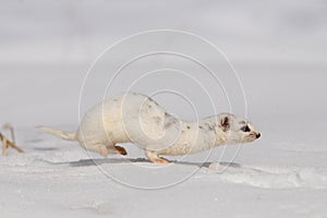 Winter Least Weasel running in the snow