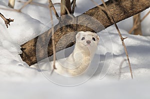 Winter Least Weasel in the snow burrow