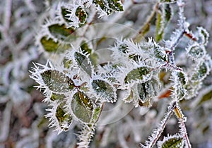 Winter Leaves