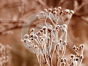 Winter leaves close up in denmark Scandinavia