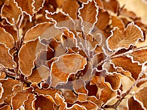 Winter leaves close up in denmark Scandinavia