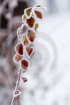 Winter leaves covered with snow and hoarfrost