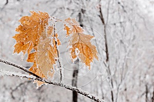 Winter leaves covered with snow and hoarfrost