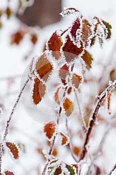 Winter leaves covered with snow and hoarfrost