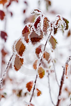 Winter leaves covered with snow and hoarfrost