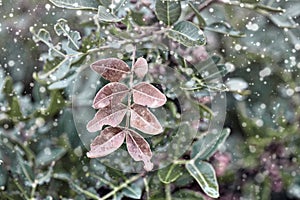 Winter Leaves in Early Snow. Isolated