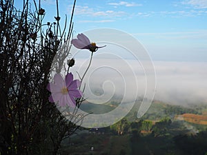 Winter leaves fog lihgt sun